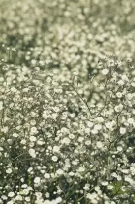 GYPSOPHILA 'Festival White Flare' - image 2