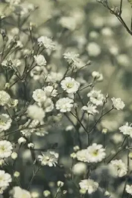 GYPSOPHILA 'Festival White Flare' - image 3