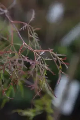 ACER palmatum dissectum 'Baldsmith' - image 6