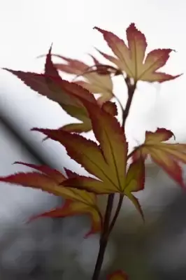 ACER palmatum 'Tsuma-gaki' - image 3