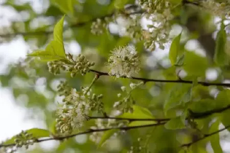 PRUNUS maackii 'Amber Beauty' - image 2