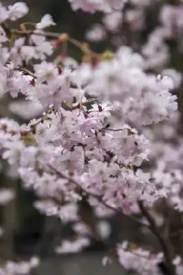 PRUNUS subhirtella 'Autumnalis' - image 2