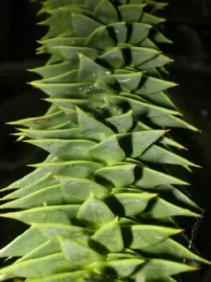 ARAUCARIA araucana - image 2