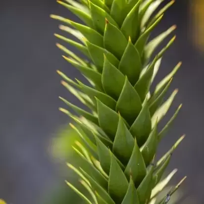 ARAUCARIA araucana - image 3