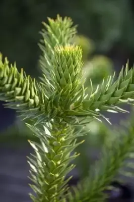 ARAUCARIA araucana - image 4