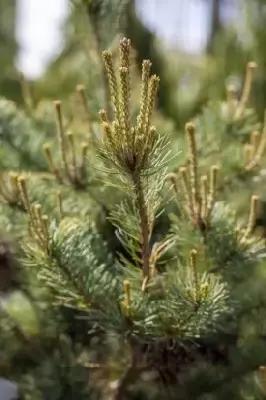 PINUS parviflora 'Negishi' - image 1