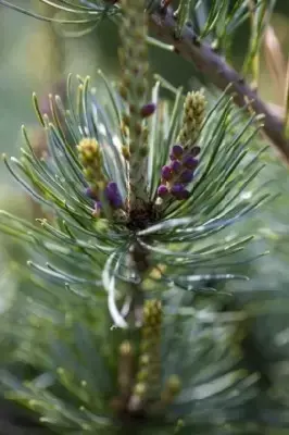 PINUS parviflora 'Negishi' - image 2