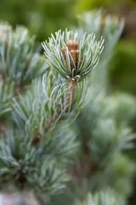 PINUS parviflora 'Negishi' - image 4