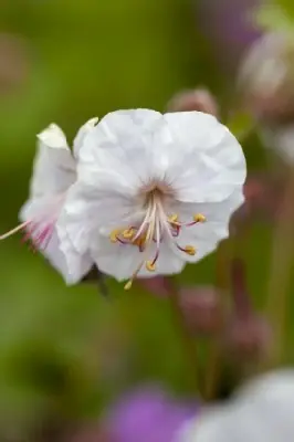 GERANIUM x cantabrigiense 'St Ola'