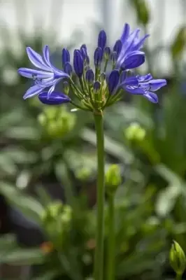 AGAPANTHUS 'Charlotte'