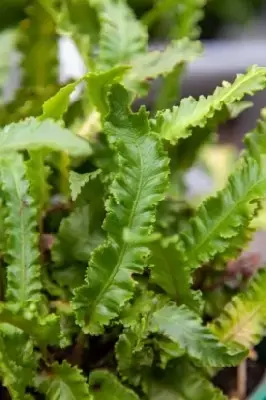 ASPLENIUM scolopendrium 'Angustatum' - image 3