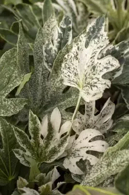 FATSIA japonica 'Spider's Web' - image 3