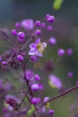 THALICTRUM rochebrunianum - image 1