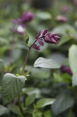 SALVIA 'Love and Wishes' - image 2