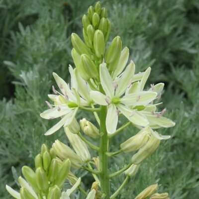 CAMASSIA leichtlinii 'Alba' - image 2