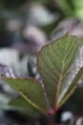 RODGERSIA 'Bronze Peacock' - image 2