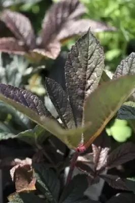 RODGERSIA 'Bronze Peacock' - image 4