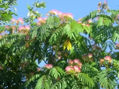 ALBIZIA julibrissin 'Ombrella' - image 2