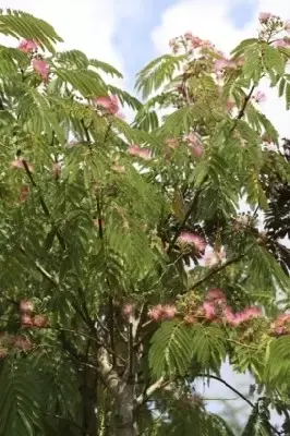 ALBIZIA julibrissin 'Ombrella' - image 5