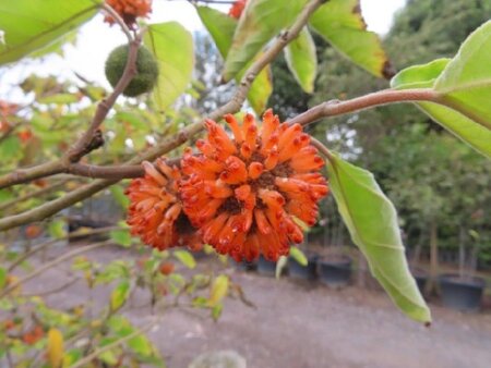 BROUSSONETIA papyrifera - image 3