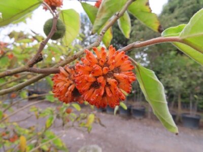 BROUSSONETIA papyrifera - image 3