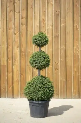 TAXUS baccata - image 2