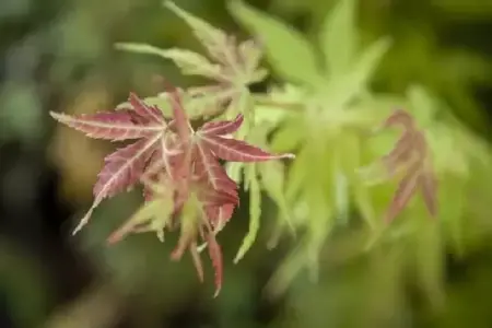 ACER palmatum 'Orange Dream' - image 6