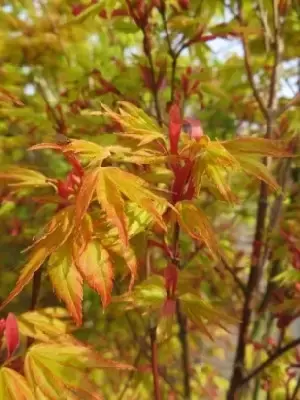 ACER palmatum 'Orange Dream' - image 2