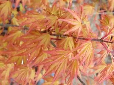 ACER palmatum 'Orange Dream' - image 4