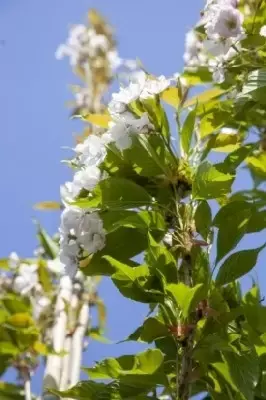 PRUNUS 'Amanogawa' - image 2