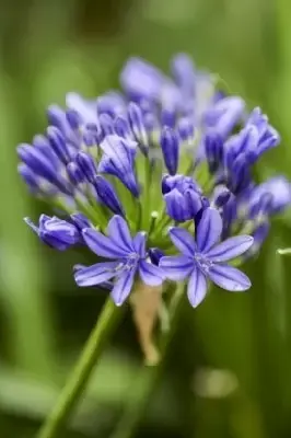 AGAPANTHUS africanus 'Blue' - image 1