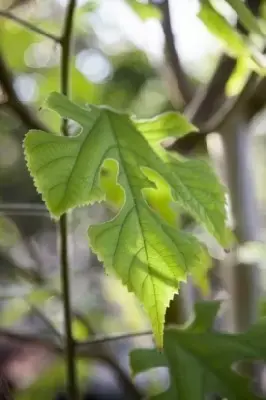 BROUSSONETIA papyrifera - image 3