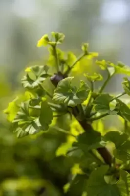 GINKGO biloba 'Mariken' - image 2