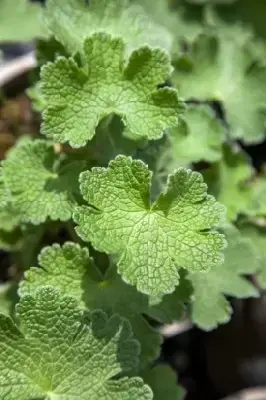 GERANIUM 'Philippe Vapelle' - image 2