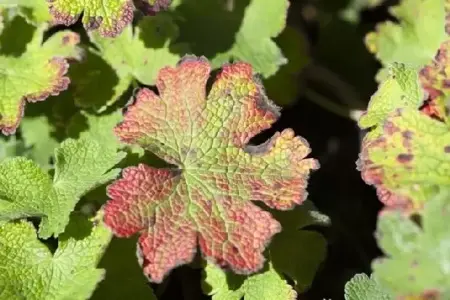 GERANIUM 'Philippe Vapelle' - image 3