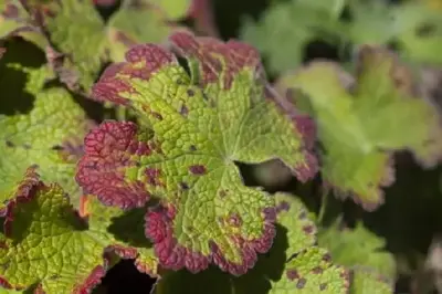 GERANIUM 'Philippe Vapelle' - image 4