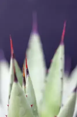 AGAVE macroacantha - image 2