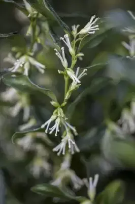 SARCOCOCCA ruscifolia 'Dragon Gate' - image 2