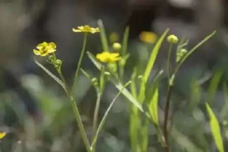 RANUNCULUS flammula - image 2