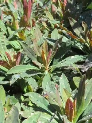 EUPHORBIA amygdaloides 'Purpurea' - image 3