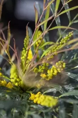 MAHONIA eurybracteata 'Soft Caress' - image 3