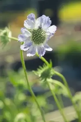 SCABIOSA caucasica 'Goldingensis' - image 2