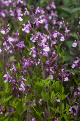 SALVIA greggii 'Joy' - image 2