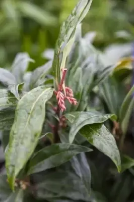 SARCOCOCCA hookeriana 'Winter Gem' - image 2