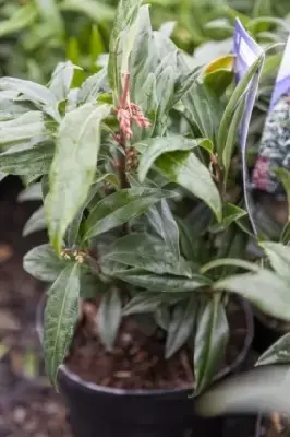 SARCOCOCCA hookeriana 'Winter Gem' - image 3