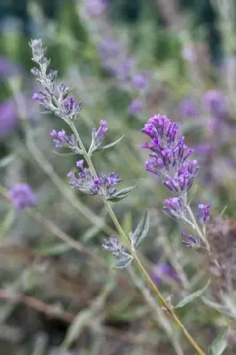 BUDDLEJA alternifolia 'Unique' - image 2