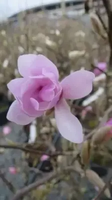 MAGNOLIA x loebneri 'Leonard Messel' - image 3