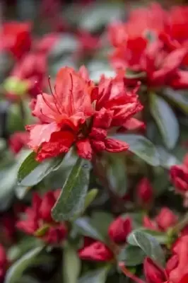 AZALEA 'Hot Shot' - image 2