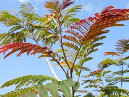 ALBIZIA julibrissin 'Evy's Pride' - image 2