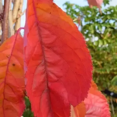 PRUNUS 'Amanogawa' - image 3